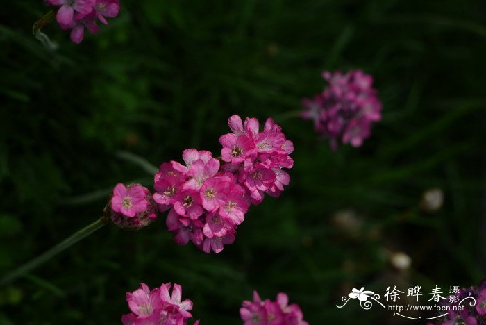 海石竹Armeria maritima 海石竹Armeria maritima