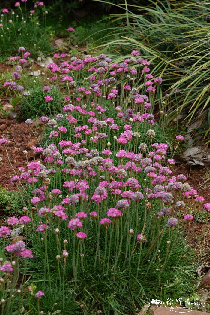 海石竹Armeria maritima 海石竹Armeria maritima