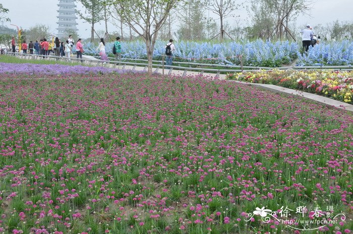 海石竹Armeria maritima 海石竹Armeria maritima