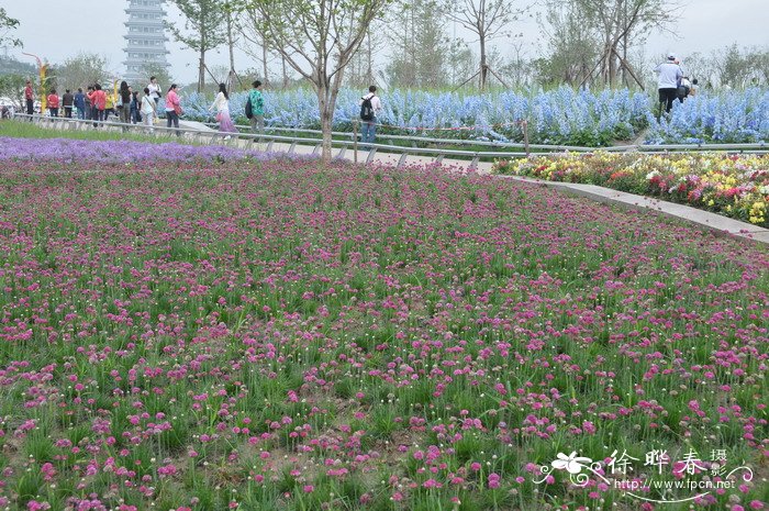 海石竹Armeria maritima