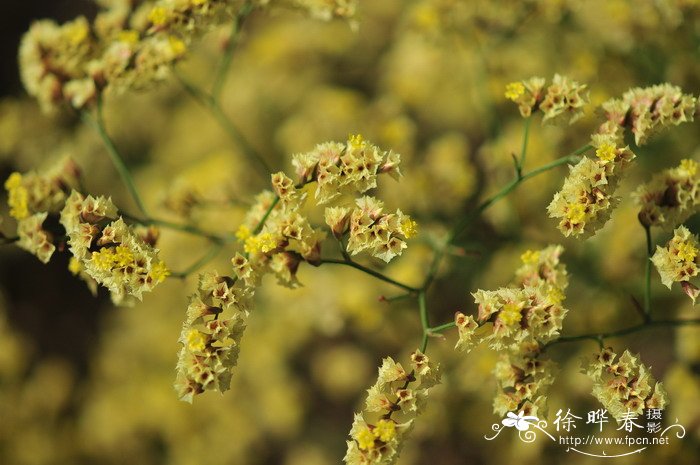 黄花矶松Limonium aureum