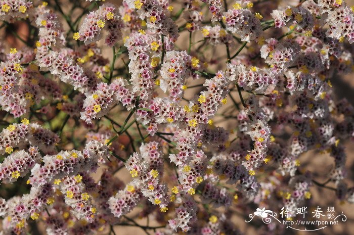 二色补血草Limonium bicolor 二色补血草Limonium bicolor