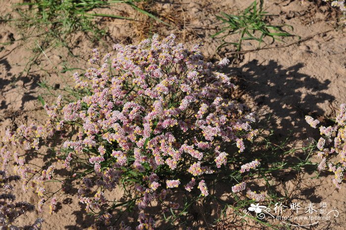 二色补血草Limonium bicolor 二色补血草Limonium bicolor