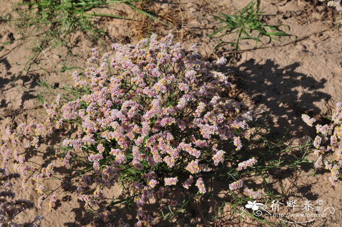 二色补血草Limonium bicolor