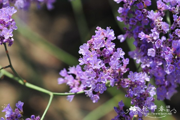大叶补血草Limonium gmelinii 大叶补血草Limonium gmelinii