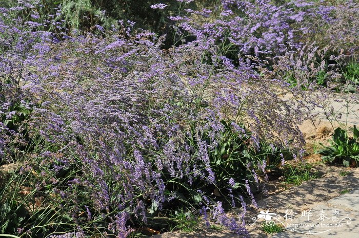 大叶补血草Limonium gmelinii 大叶补血草Limonium gmelinii