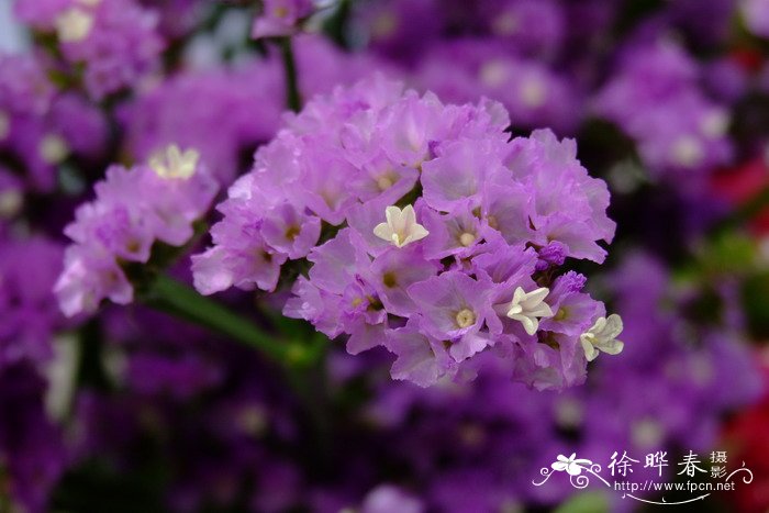 勿忘我Limonium sinuatum 勿忘我Limonium sinuatum