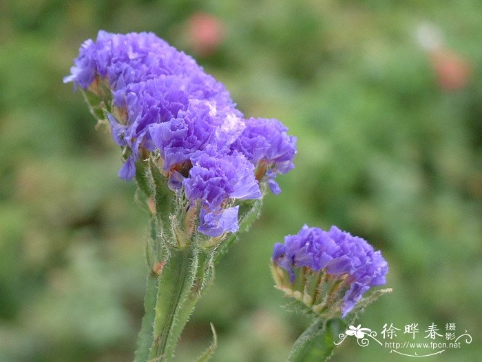 勿忘我Limonium sinuatum 勿忘我Limonium sinuatum