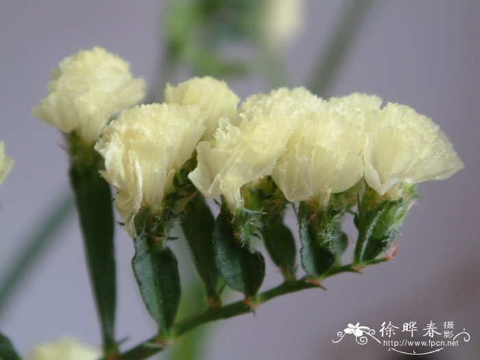 勿忘我Limonium sinuatum 勿忘我Limonium sinuatum