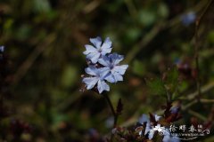 紫金标Ceratostigma willmottianum