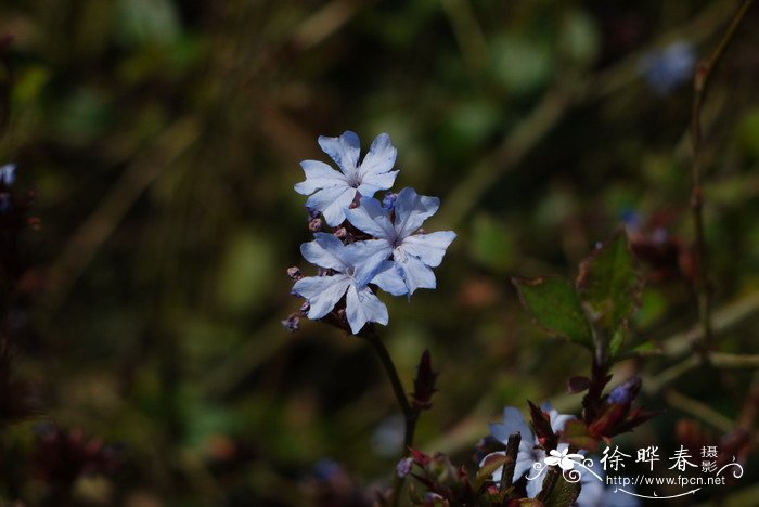 紫金标Ceratostigma willmottianum 紫金标Ceratostigma willmottianum