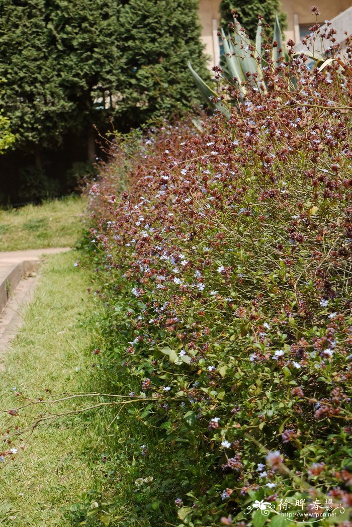 紫金标Ceratostigma willmottianum 紫金标Ceratostigma willmottianum