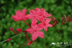 红花丹Plumbago indica