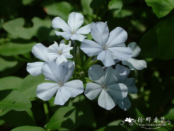蓝雪花Plumbago auriculata 蓝雪花Plumbago auriculata