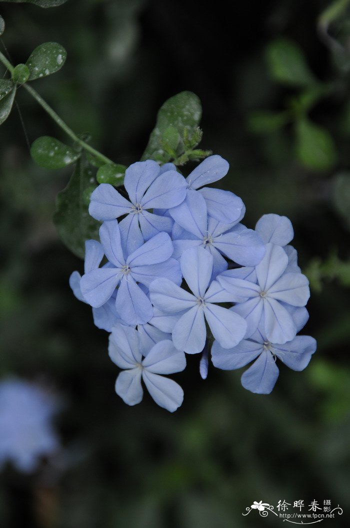 蓝雪花Plumbago auriculata 蓝雪花Plumbago auriculata