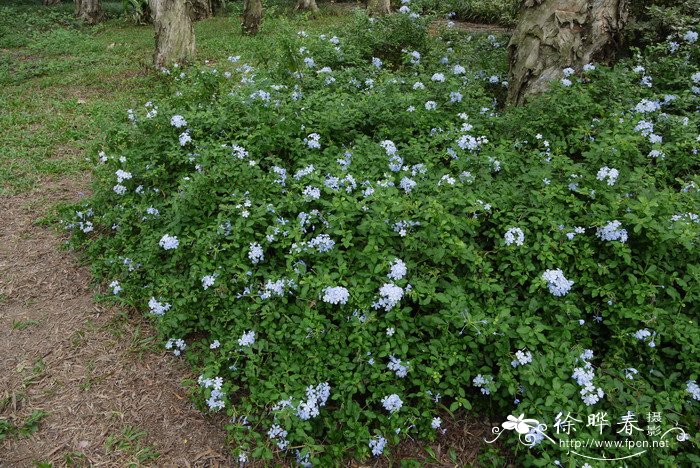 蓝雪花Plumbago auriculata 蓝雪花Plumbago auriculata