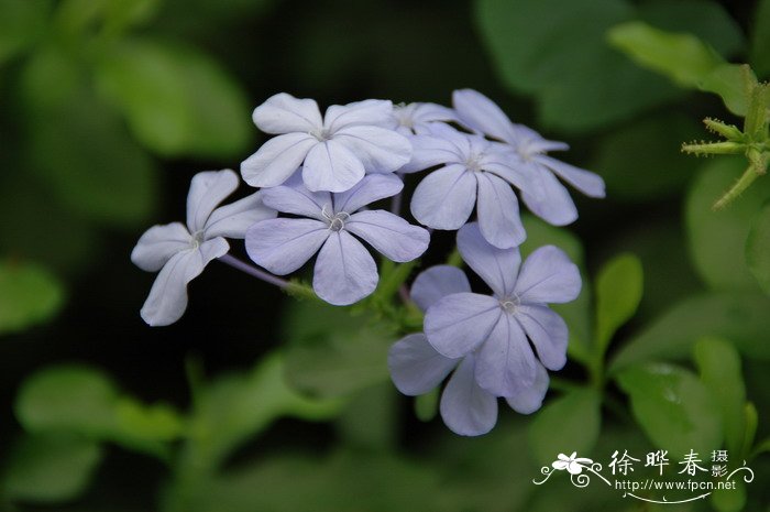蓝雪花Plumbago auriculata 蓝雪花Plumbago auriculata