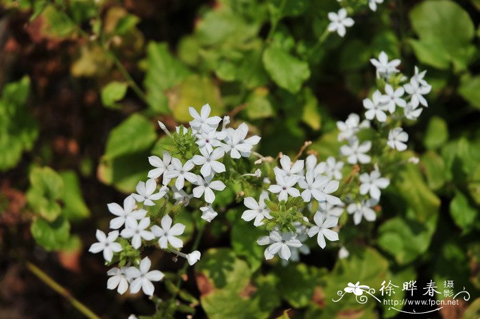 白花丹Plumbago zeylanica 白花丹Plumbago zeylanica