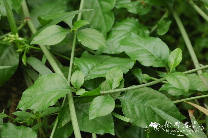 白花丹Plumbago zeylanica 白花丹Plumbago zeylanica