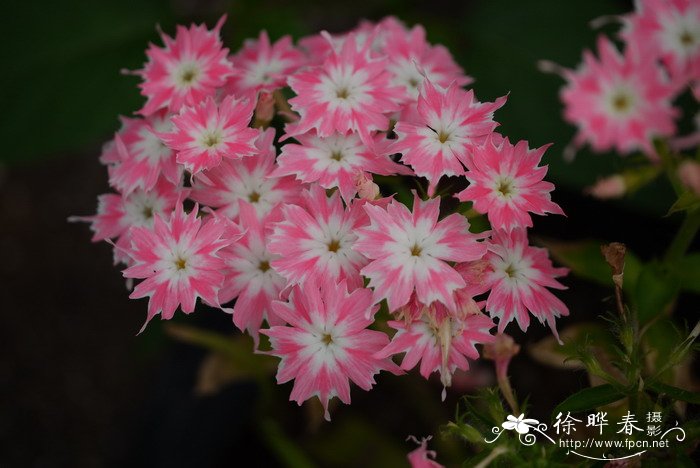 星花福禄考phlox drummondii var. stellaris