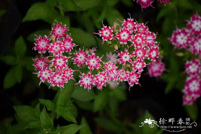 星花福禄考phlox drummondii var. stellaris