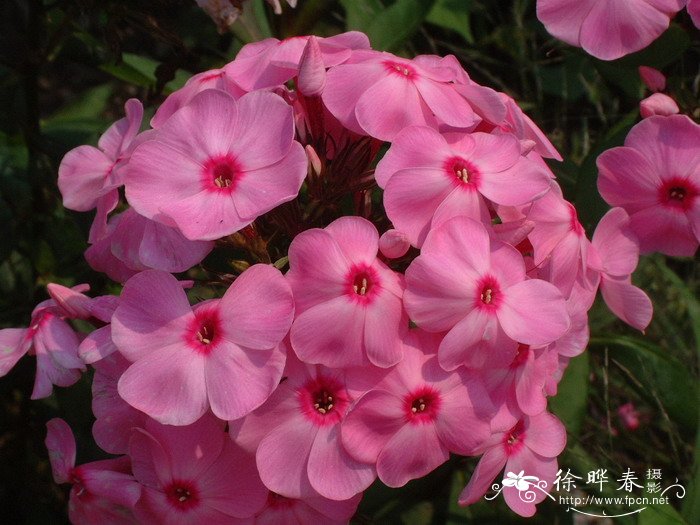福禄考Phlox drummondii 福禄考Phlox drummondii