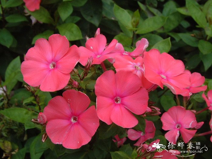 福禄考Phlox drummondii 福禄考Phlox drummondii