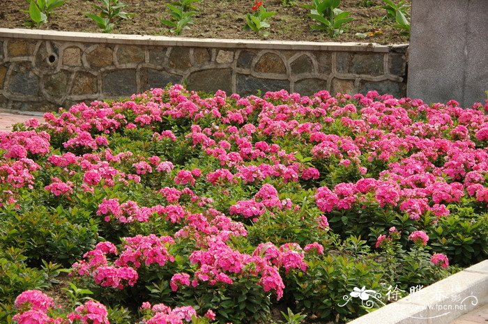 宿根福禄考Phlox paniculata 宿根福禄考Phlox paniculata