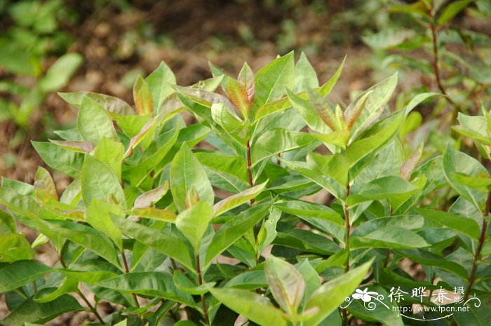 宿根福禄考Phlox paniculata 宿根福禄考Phlox paniculata