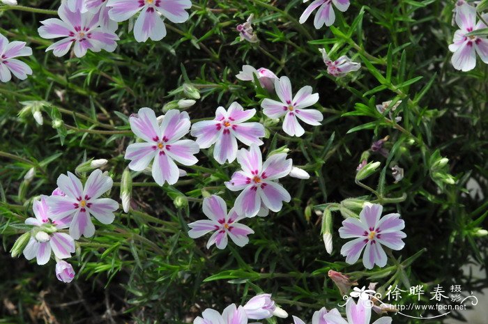 丛生福禄考Phlox subulata