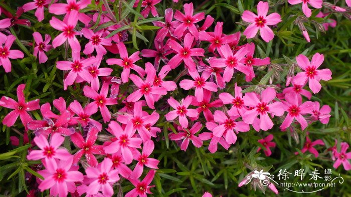 丛生福禄考Phlox subulata 丛生福禄考Phlox subulata
