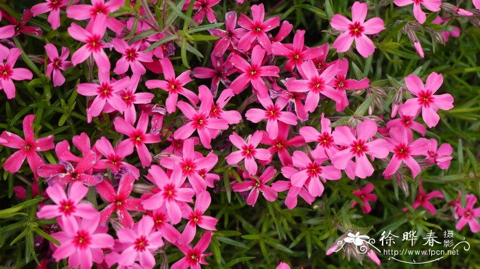 丛生福禄考Phlox subulata