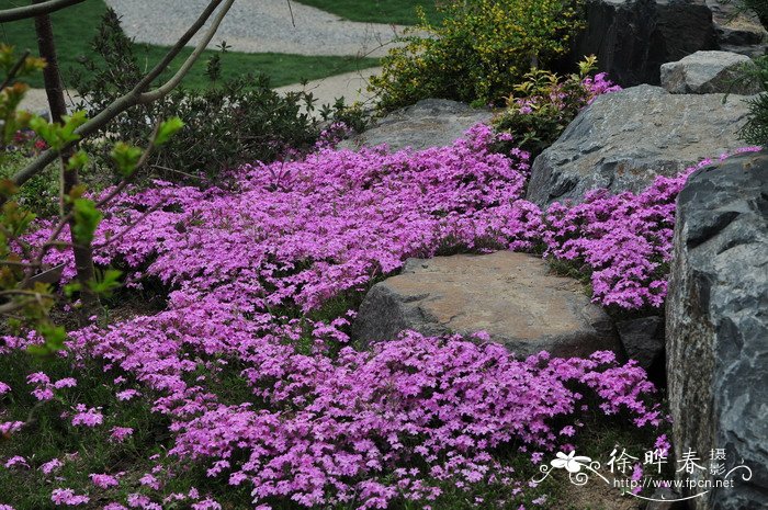 丛生福禄考Phlox subulata