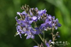 花荵Polemonium caeruleum