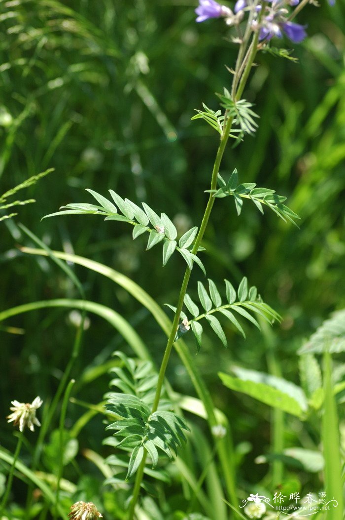 花荵Polemonium caeruleum 花荵Polemonium caeruleum