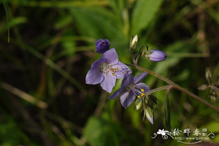 中华花荵Polemonium chinense 中华花荵Polemonium chinense