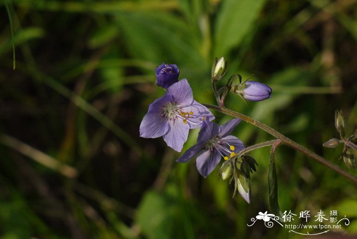 中华花荵Polemonium chinense