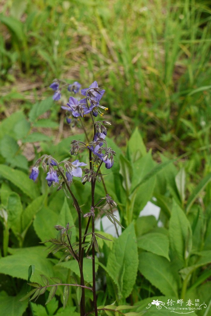 中华花荵Polemonium chinense 中华花荵Polemonium chinense