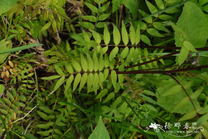 中华花荵Polemonium chinense