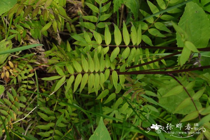 中华花荵Polemonium chinense 中华花荵Polemonium chinense