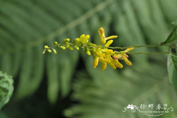 荷包山桂花Polygala arillata 荷包山桂花Polygala arillata