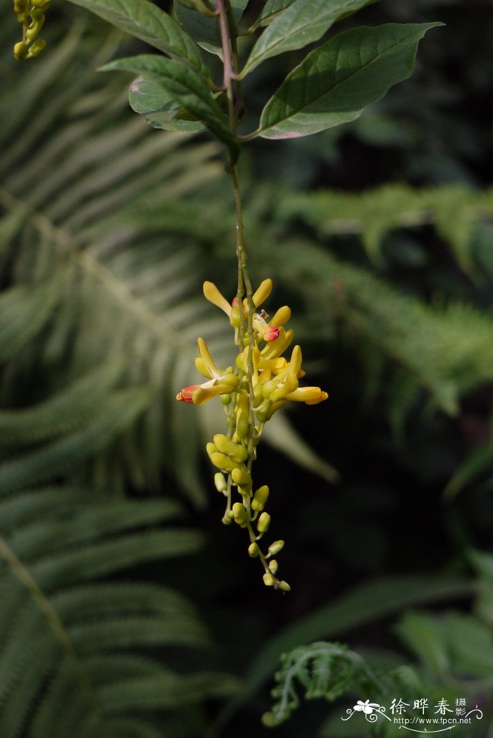 荷包山桂花Polygala arillata