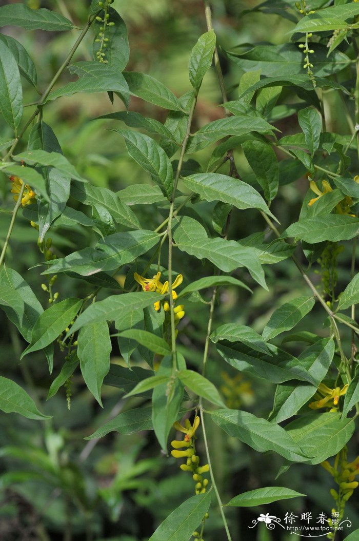 荷包山桂花Polygala arillata 荷包山桂花Polygala arillata