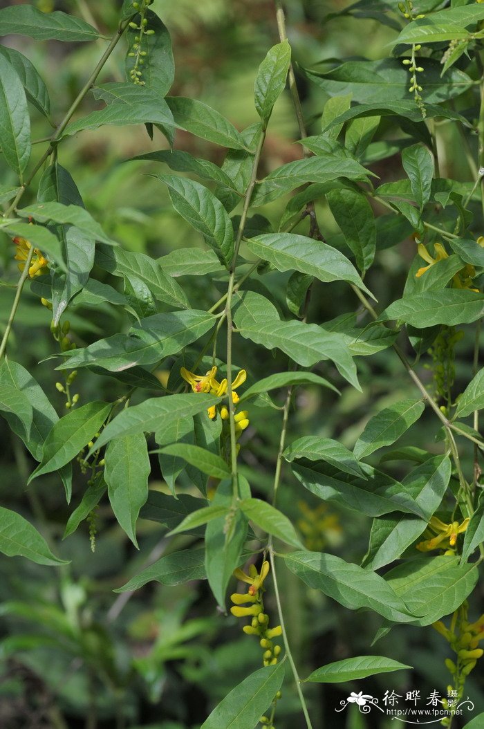 荷包山桂花Polygala arillata