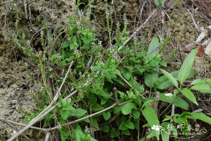 齿果草Salomonia cantoniensis