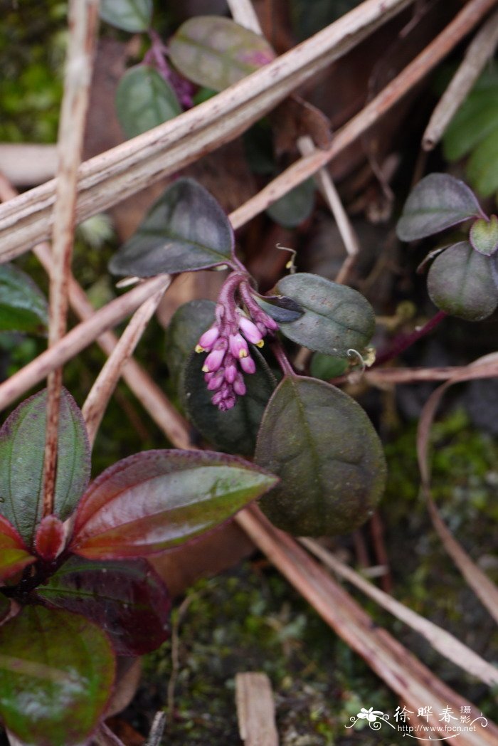 大叶金牛Polygala latouchei