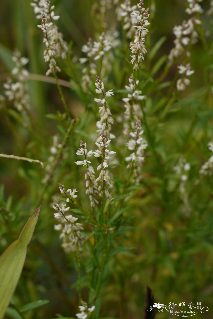 圆锥花远志Polygala paniculata