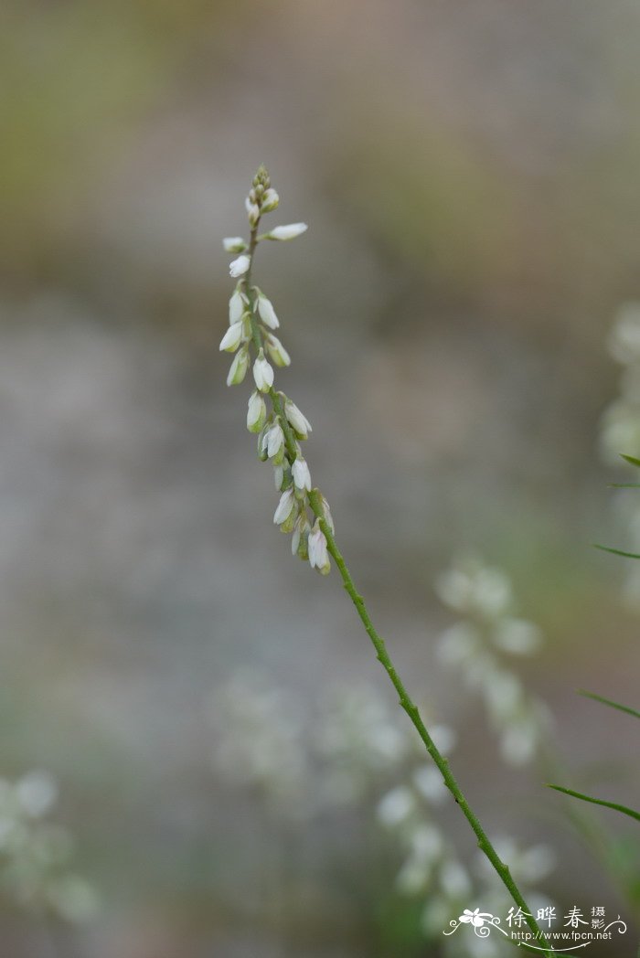 圆锥花远志Polygala paniculata