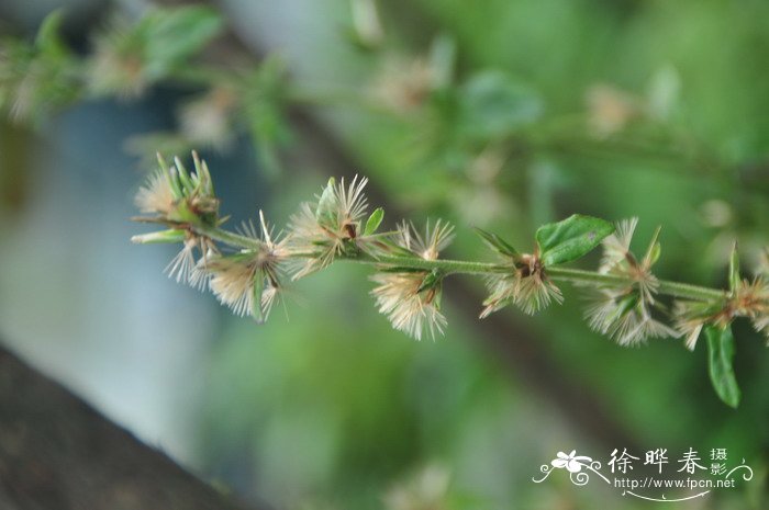 西伯利亚远志Polygala sibirica 西伯利亚远志Polygala sibirica