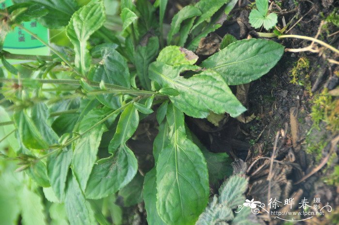 西伯利亚远志Polygala sibirica 西伯利亚远志Polygala sibirica